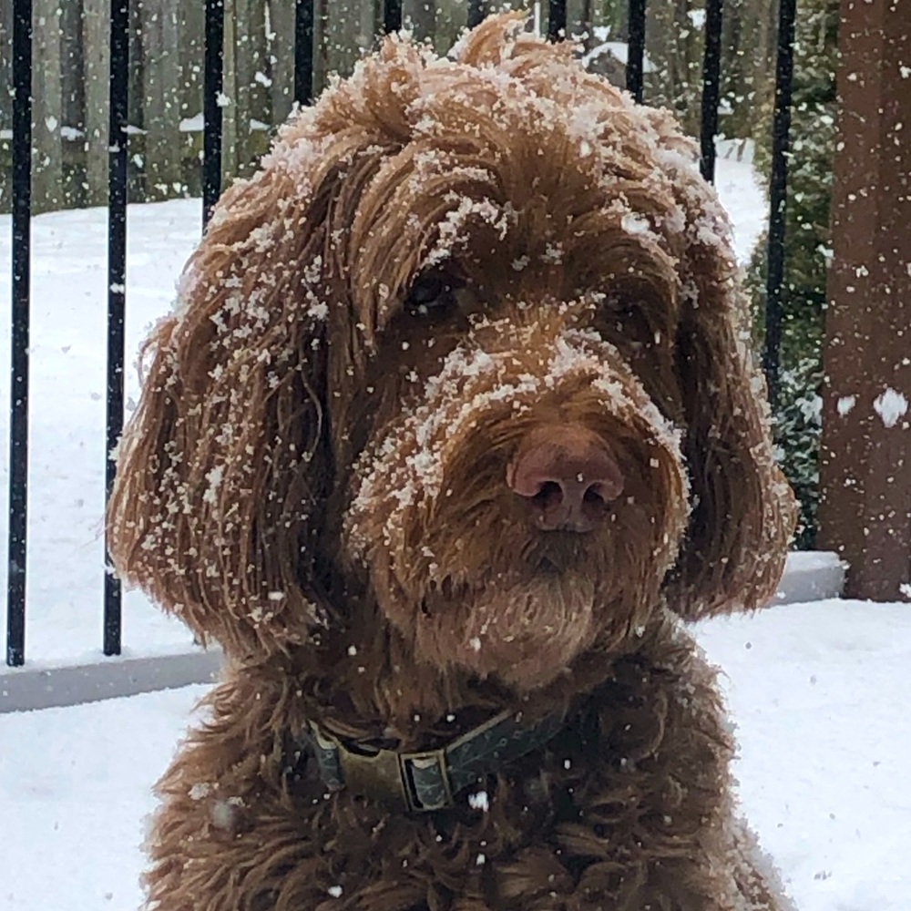 Meet your Posher, Hudson